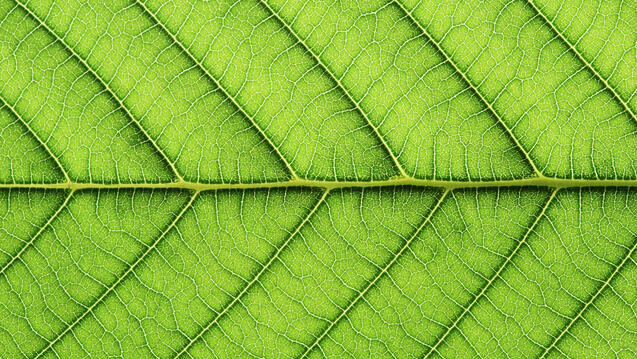 An extreme close up of a leaf